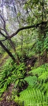 Plants: image 86 Of 208 Thumb